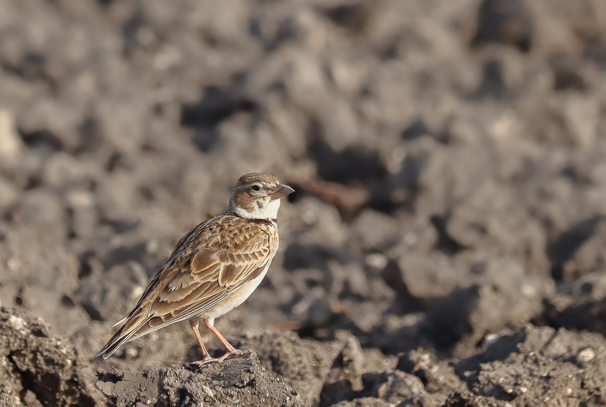 Calandra Lark - ML611365258