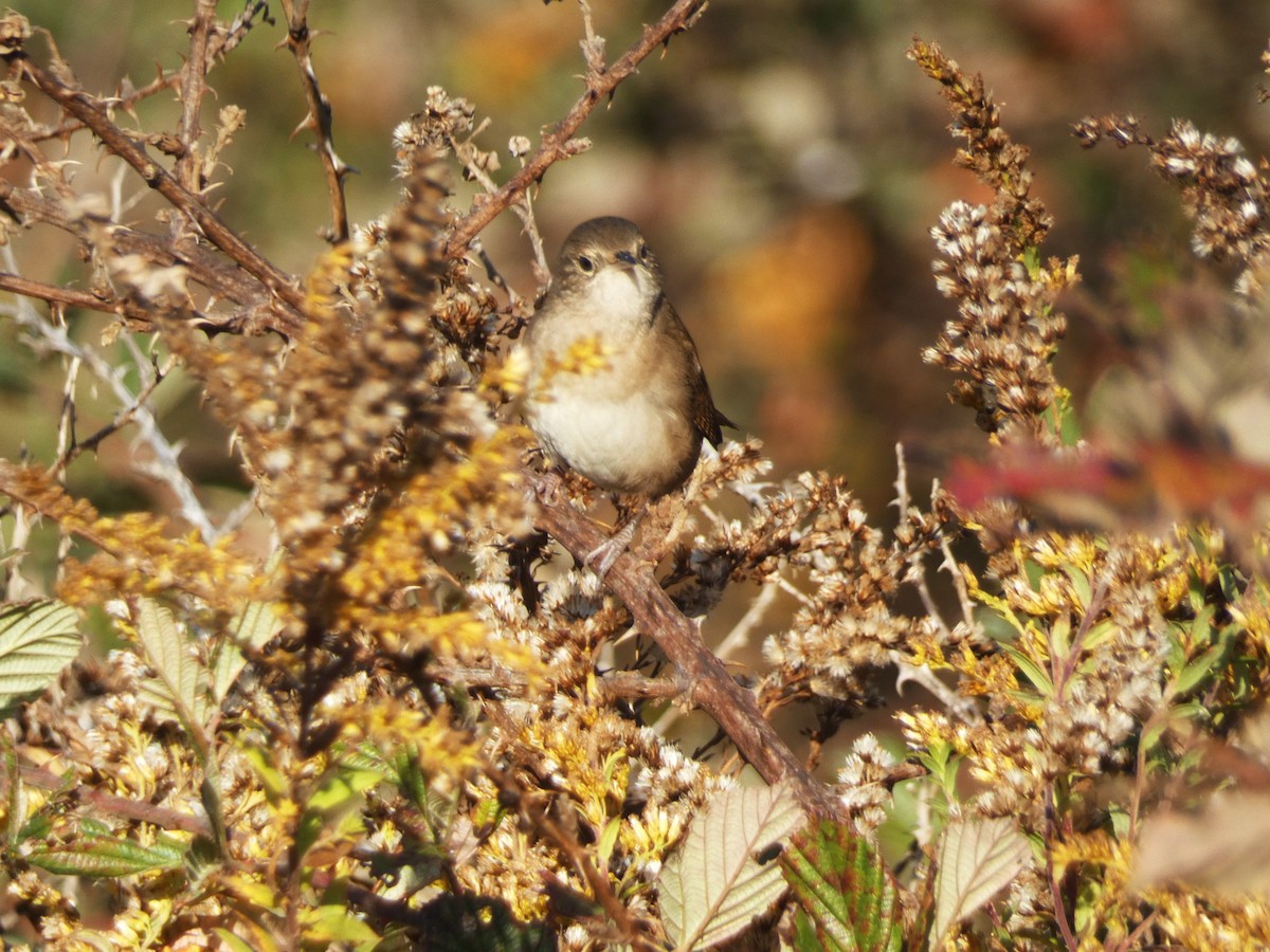 House Wren - ML611365268