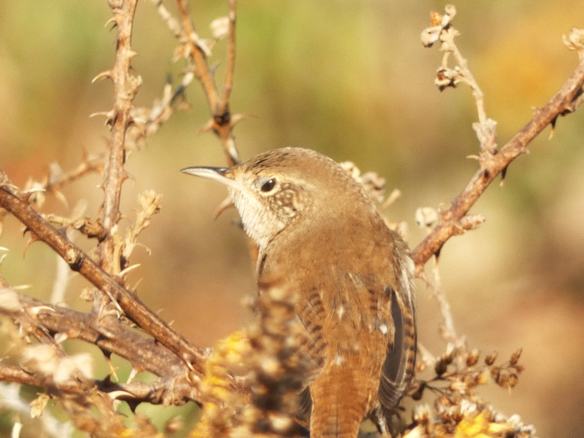 House Wren - Paul King