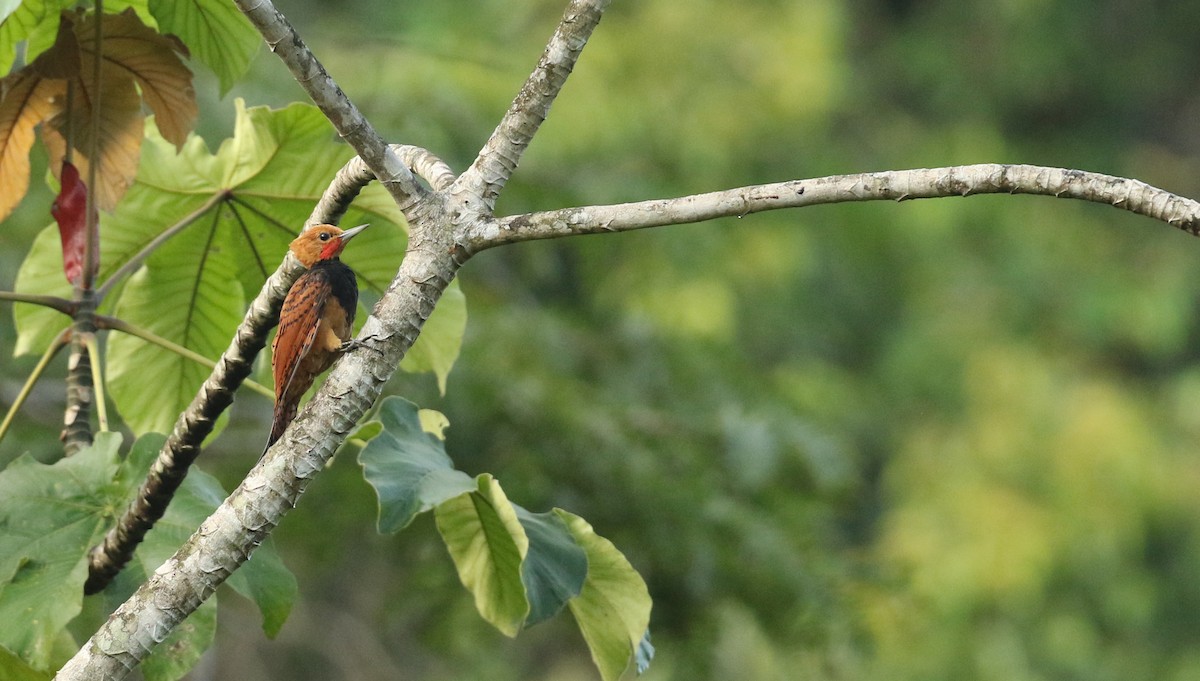 Ringed Woodpecker - ML61136531