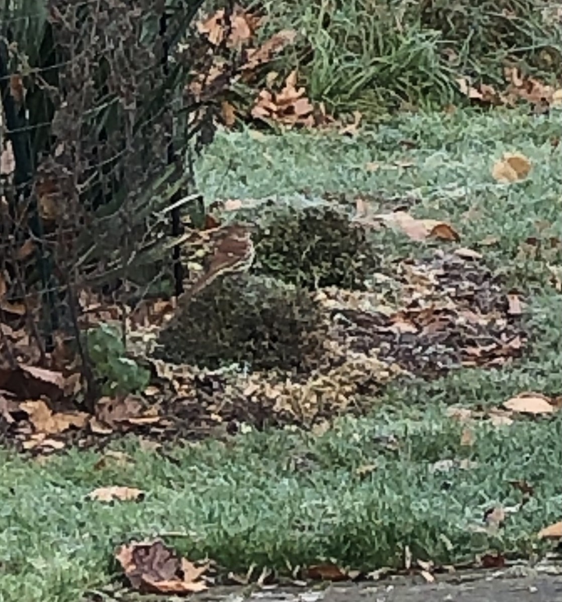 Brown Thrasher - ML611365382