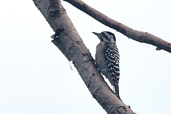 Ladder-backed Woodpecker - Lorna Aynbinder