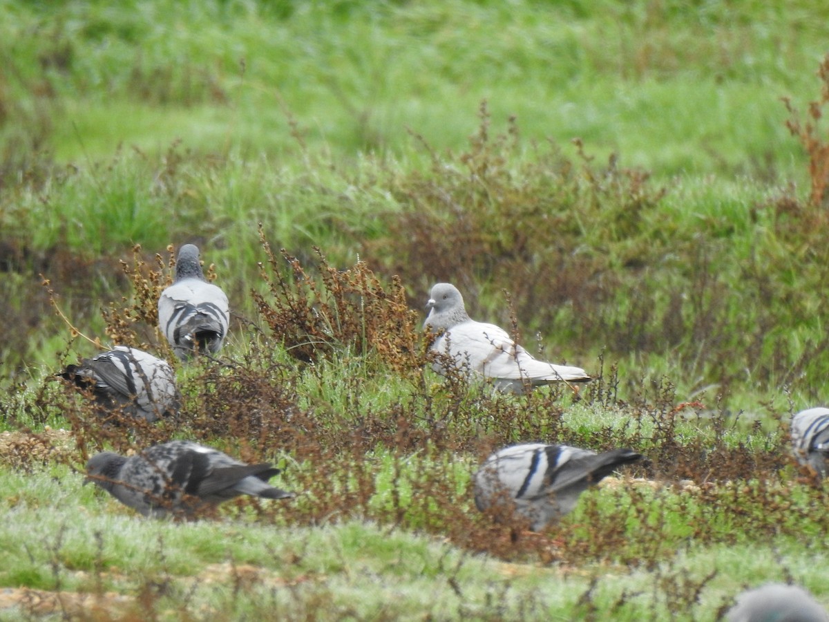 Rock Pigeon (Feral Pigeon) - ML611365458