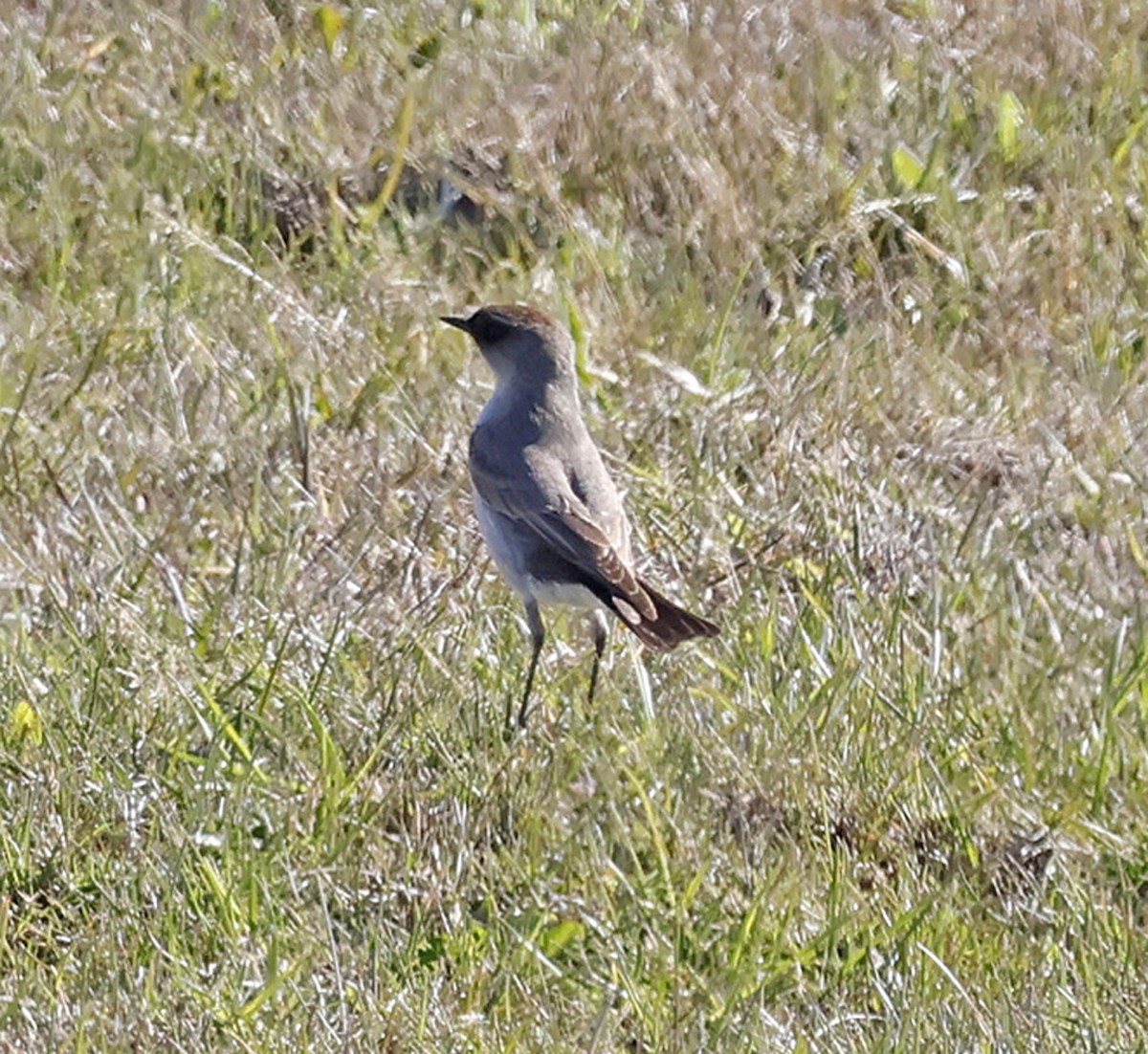 Dark-faced Ground-Tyrant - ML611365655