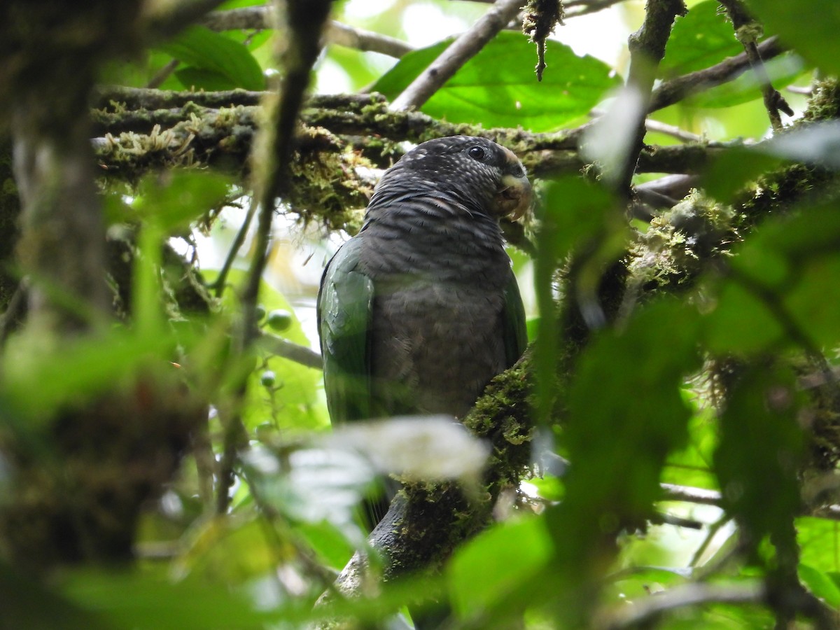 Speckle-faced Parrot - ML611365765