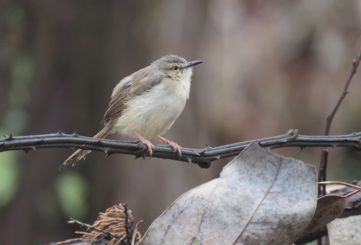 Tawny-flanked Prinia - ML611365926