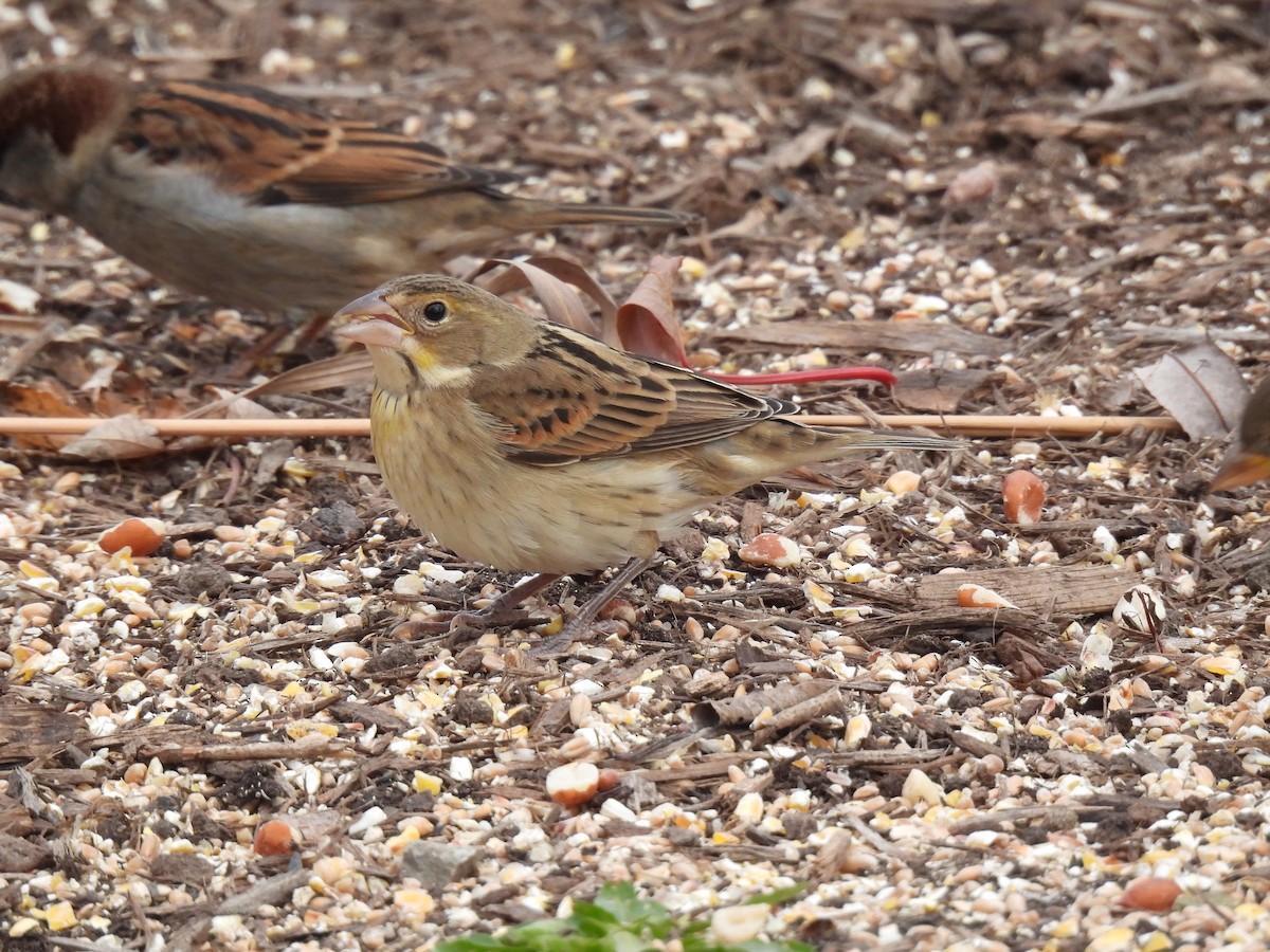 papežík americký - ML611366027