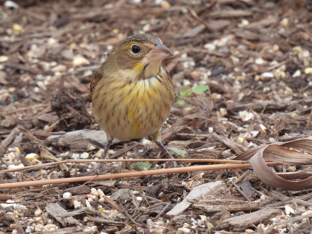 papežík americký - ML611366029