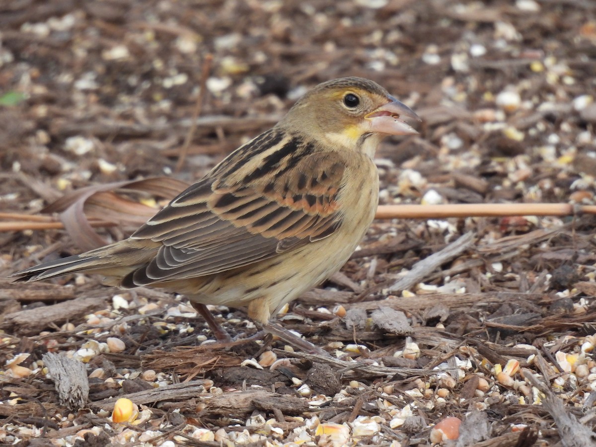 papežík americký - ML611366030