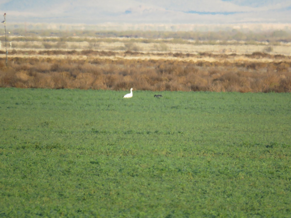 Snow Goose - ML611366156