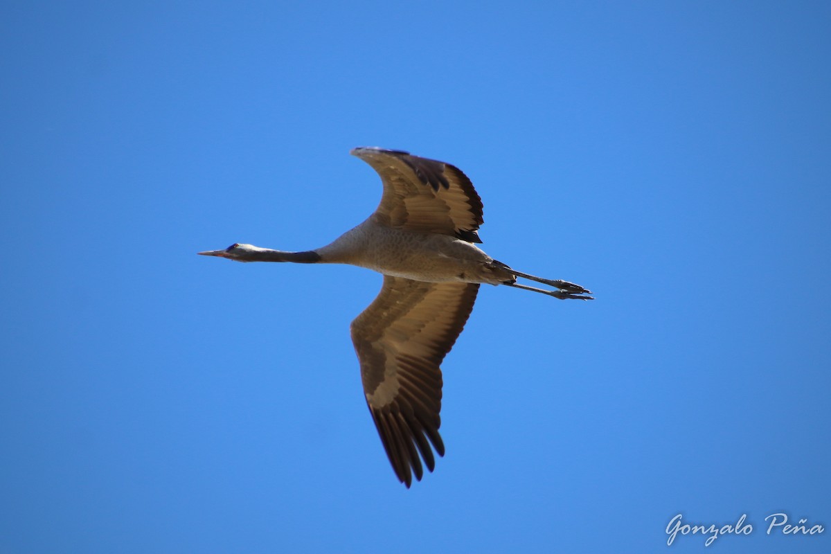 Common Crane - ML611366201