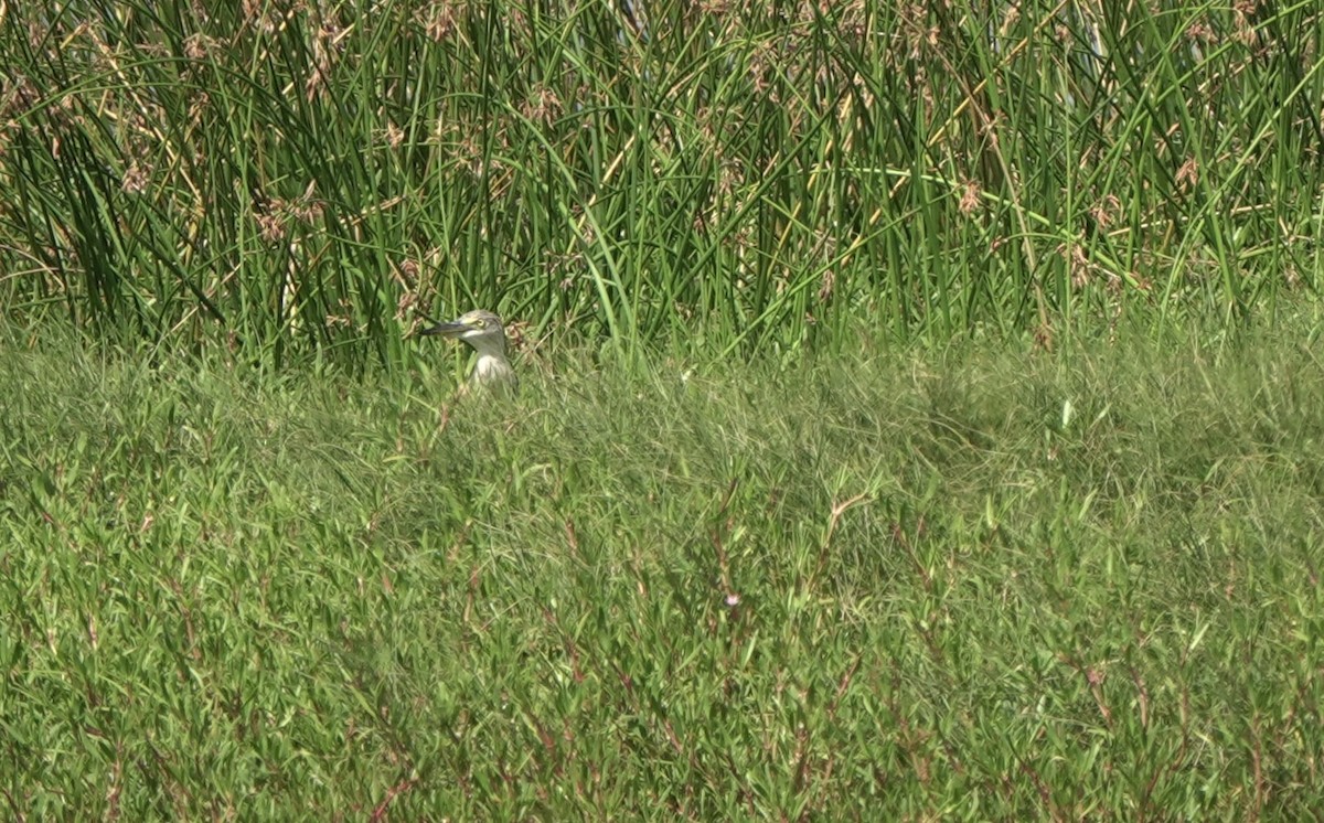 Javan Pond-Heron - ML611366237