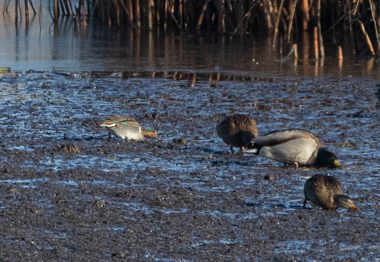 Green-winged Teal (American) - bj worth