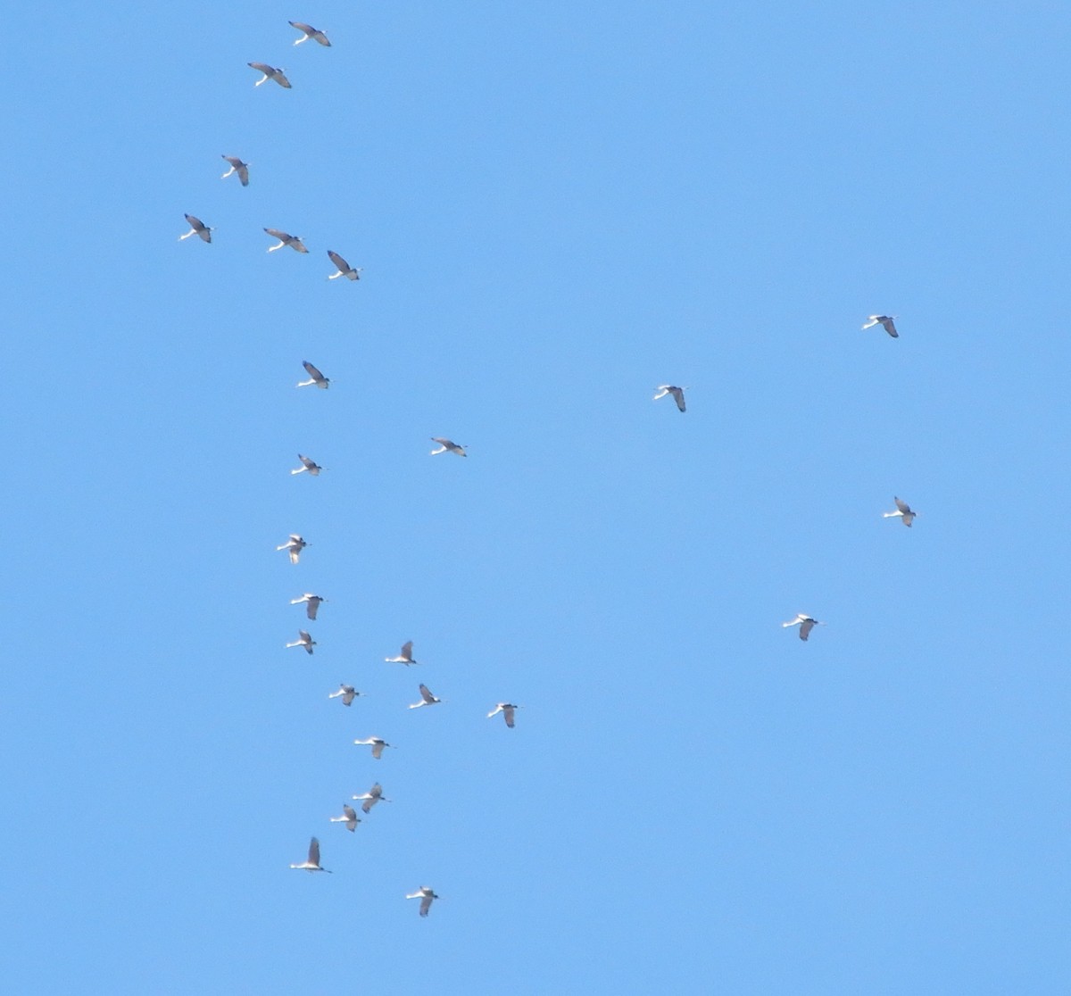 Sandhill Crane - ML611366304