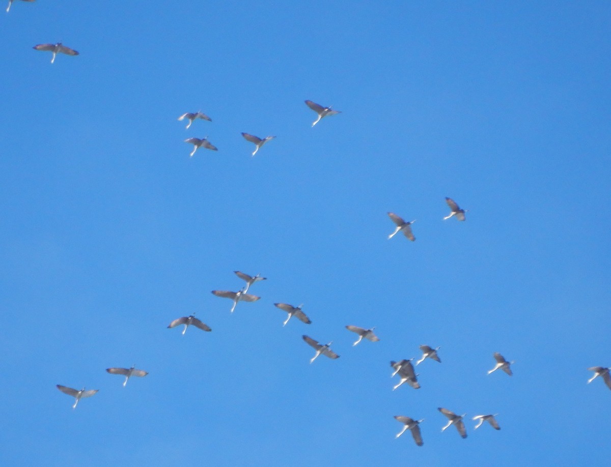 Sandhill Crane - ML611366305