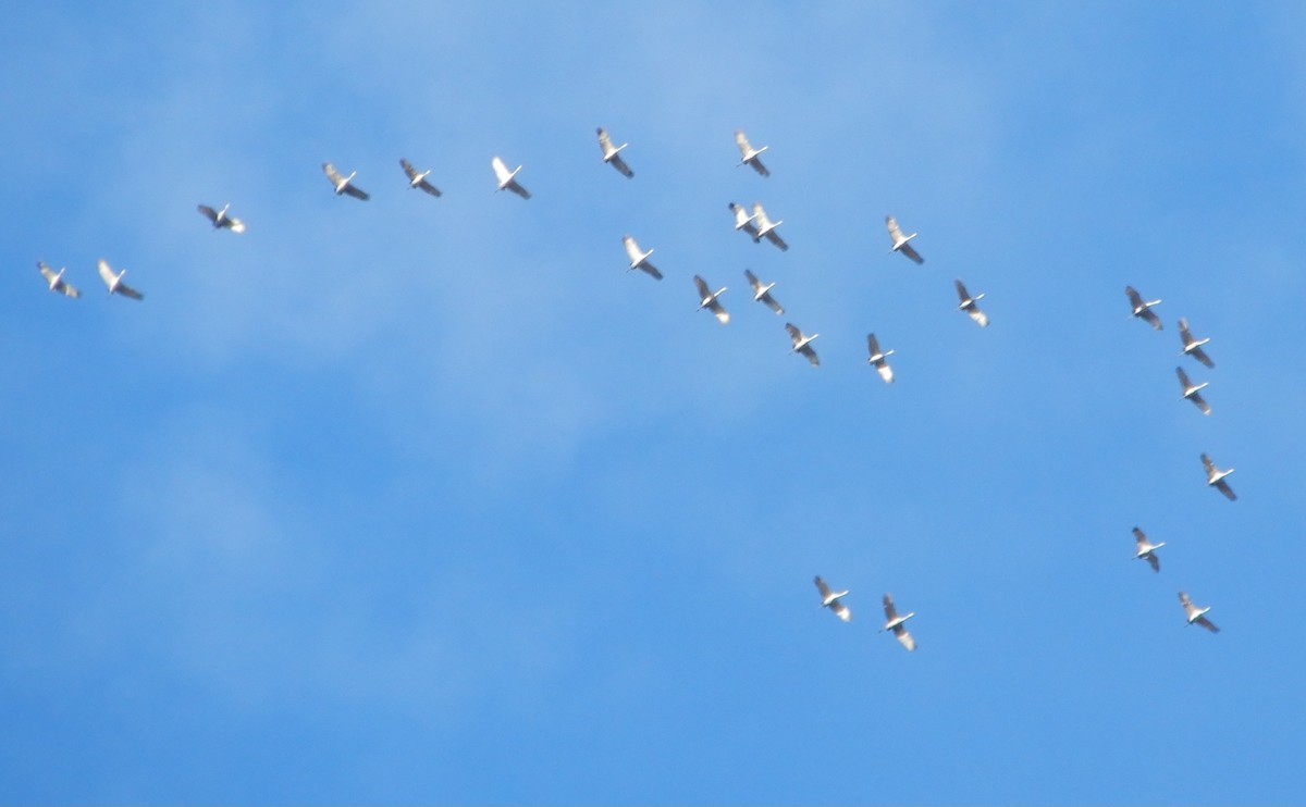 Sandhill Crane - ML611366306