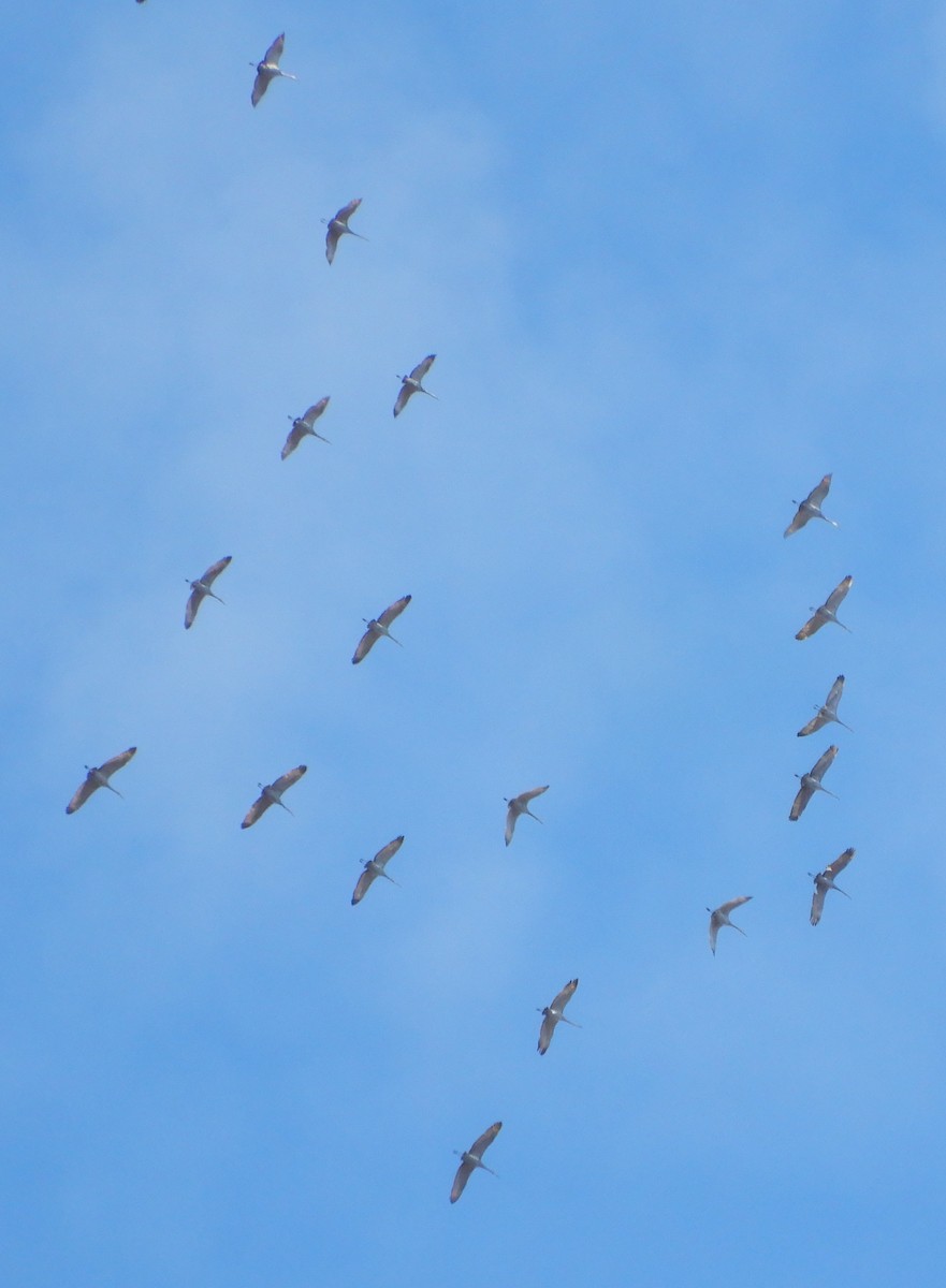 Sandhill Crane - Crystal Kirkman