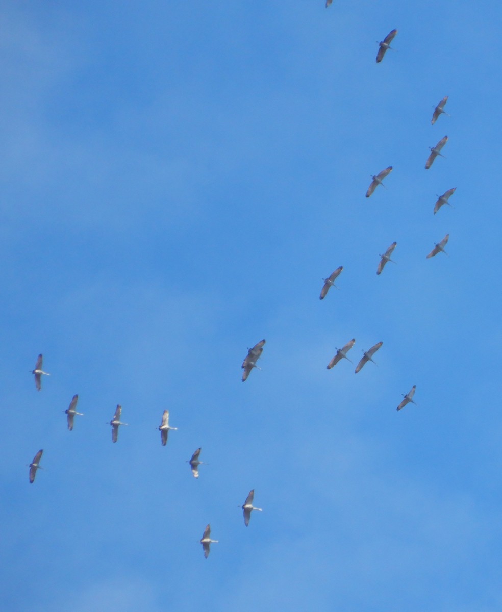 Sandhill Crane - ML611366308