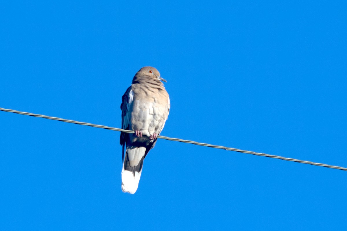 White-winged Dove - ML611366322