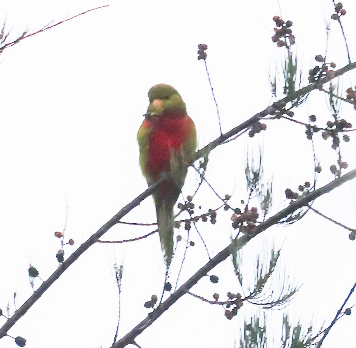 Yellow-billed Lorikeet - ML611366449