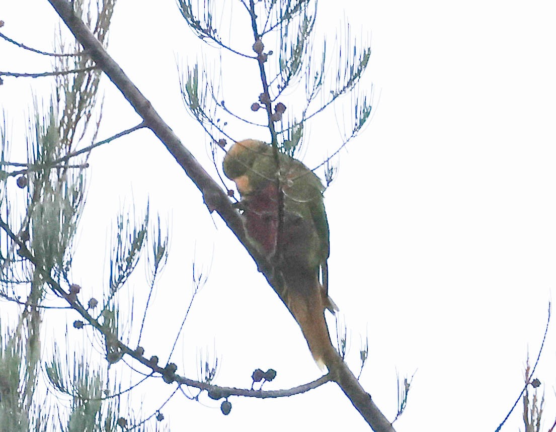 Yellow-billed Lorikeet - ML611366450