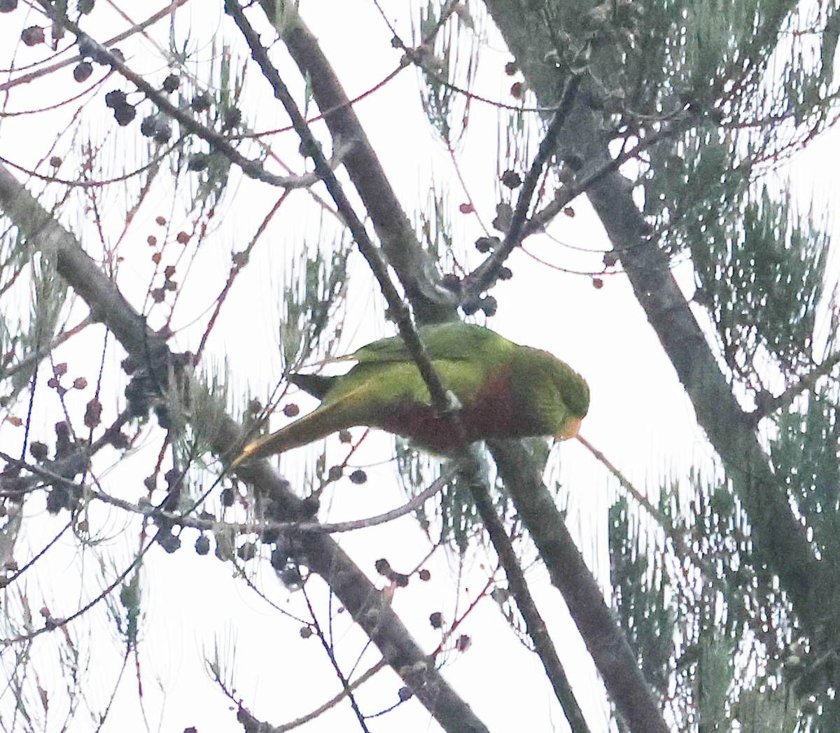 Yellow-billed Lorikeet - ML611366452