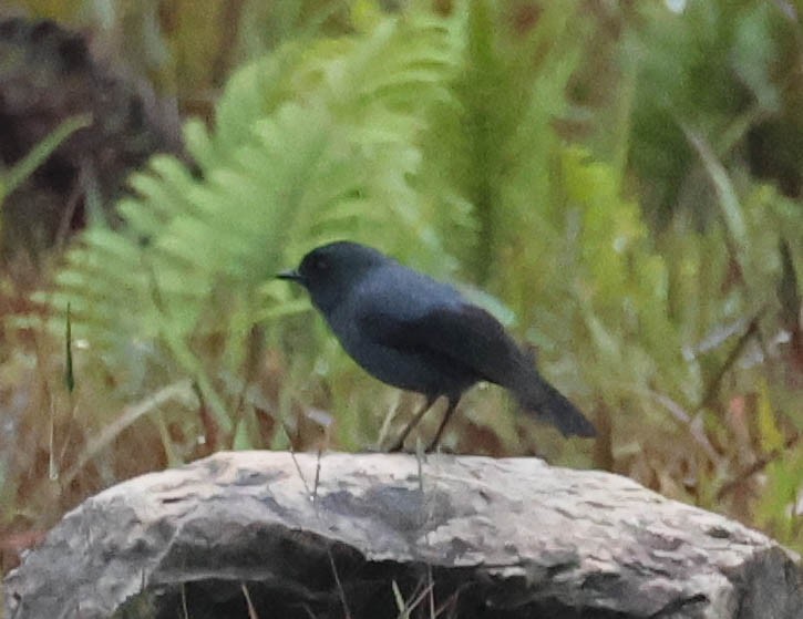 Blue-gray Robin - ML611366494