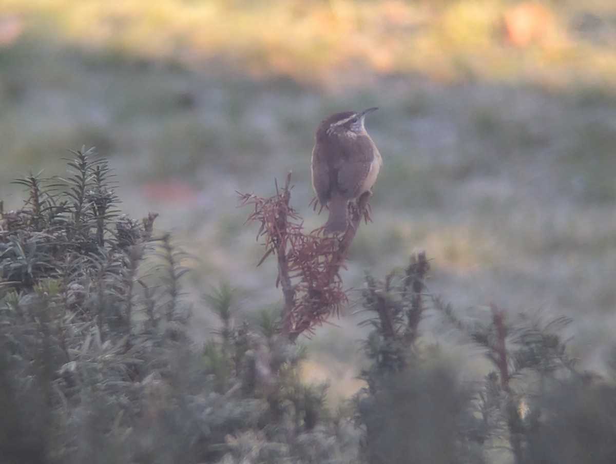 Carolina Wren - ML611366504