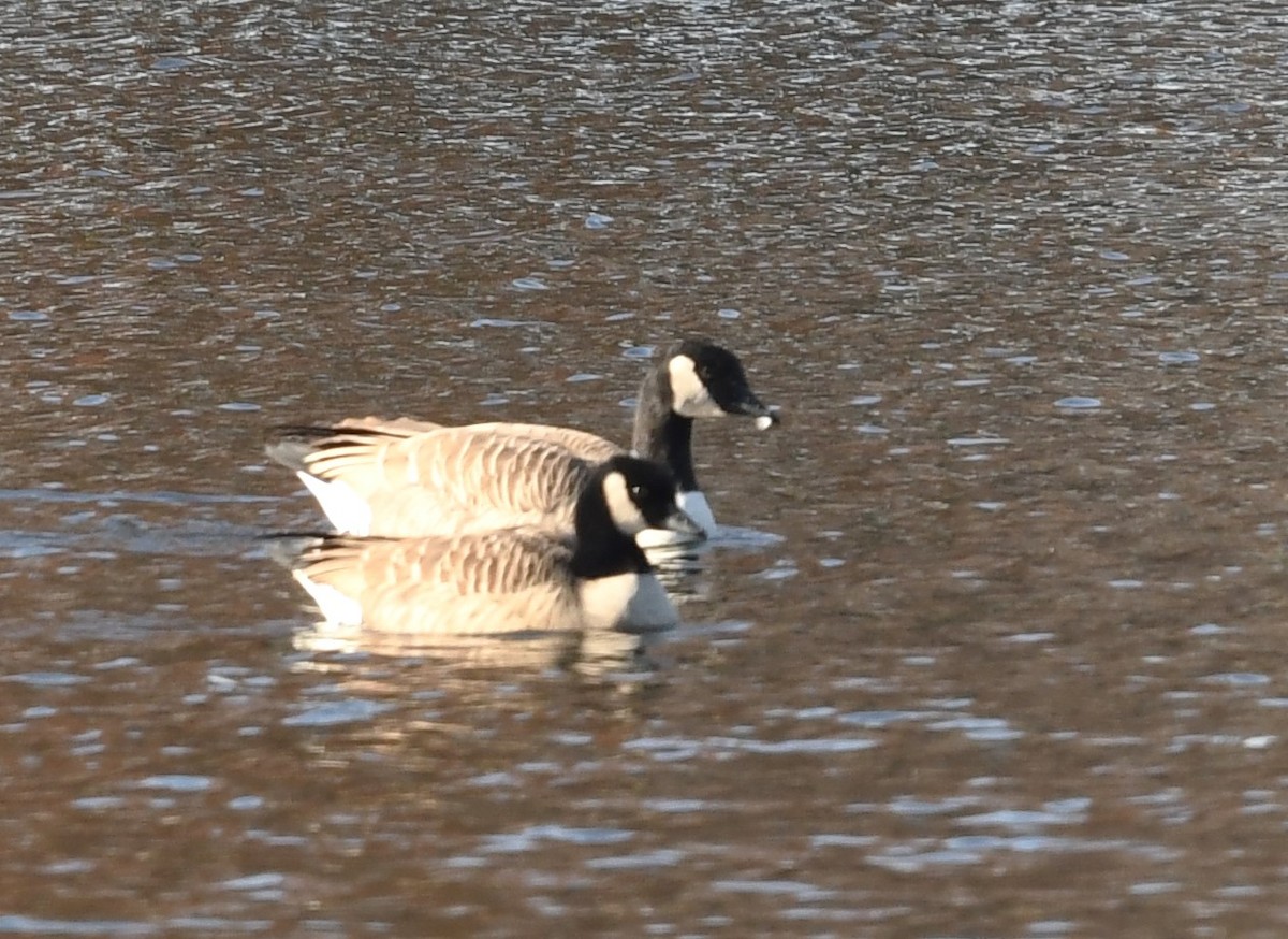 Cackling Goose - ML611366529