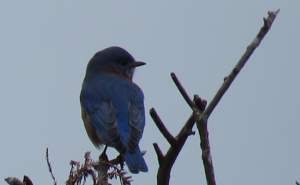 Eastern Bluebird - ML611366579