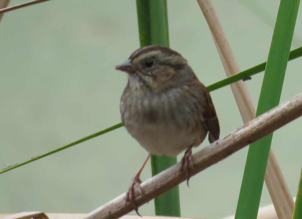 Swamp Sparrow - ML611366590