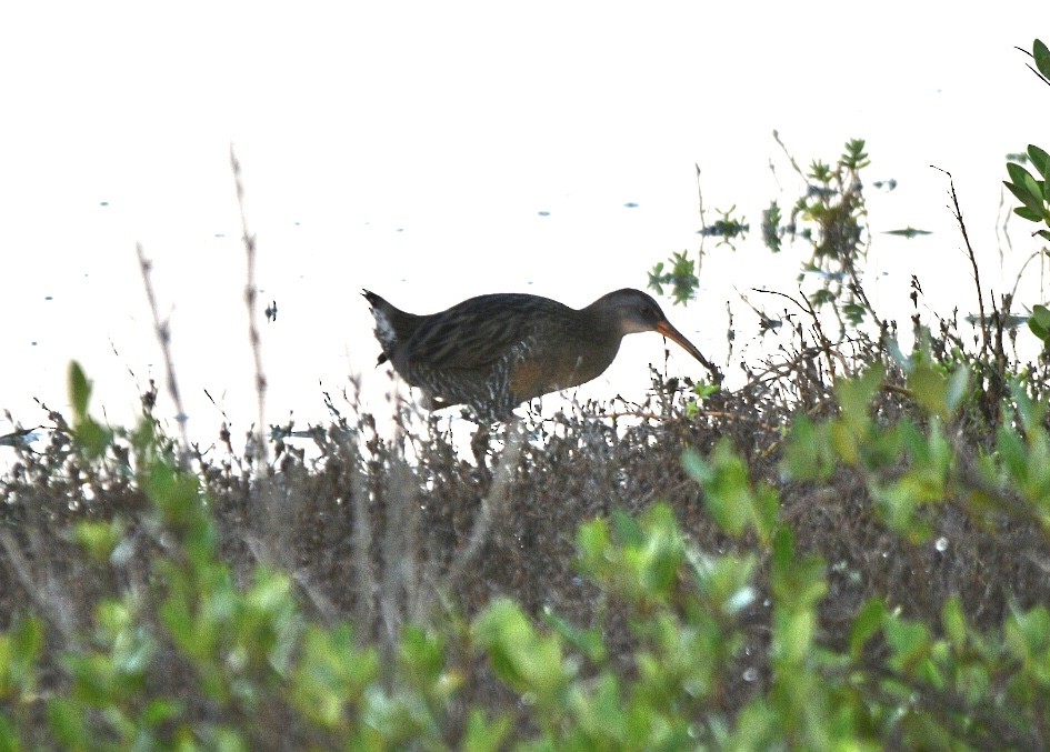 Clapper Rail - Ben Baldwin