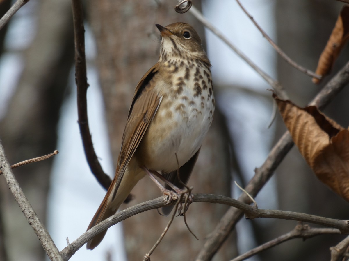 Hermit Thrush - ML611366633