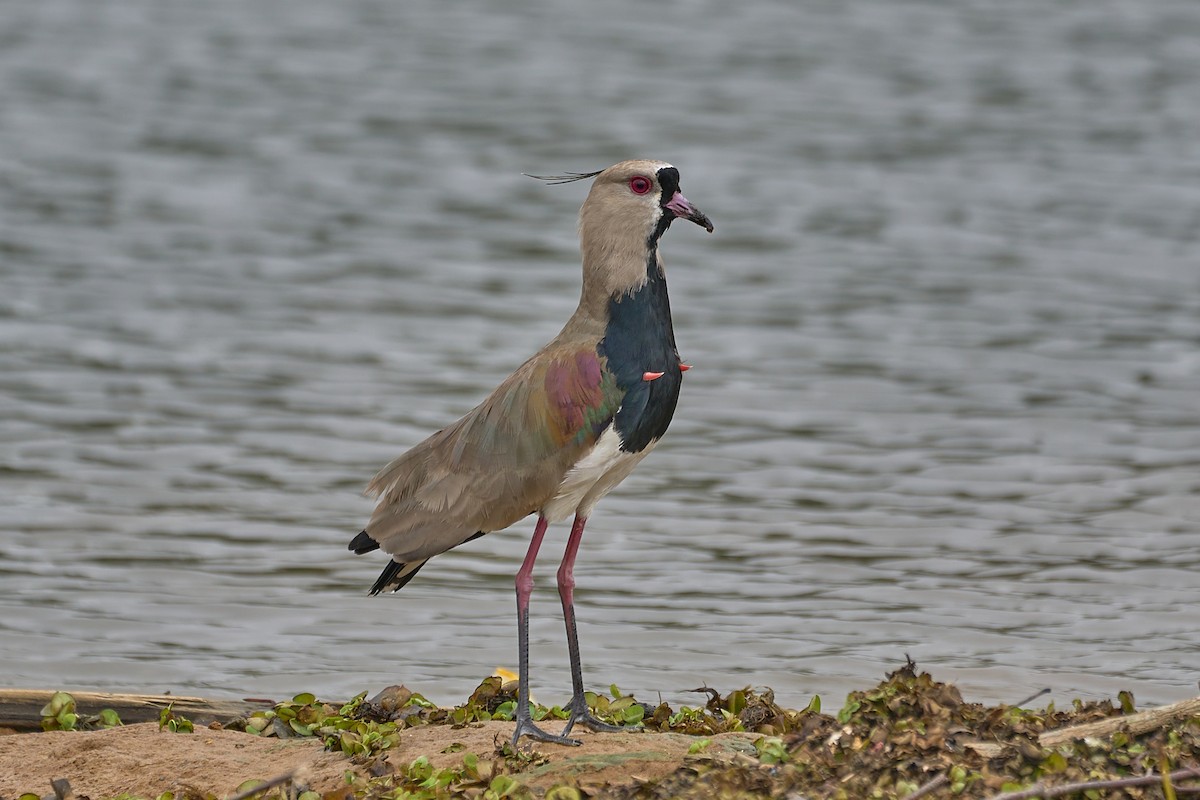 Southern Lapwing - ML611366680