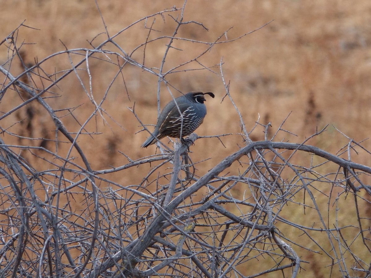 Galeper kaliforniarra - ML611366726