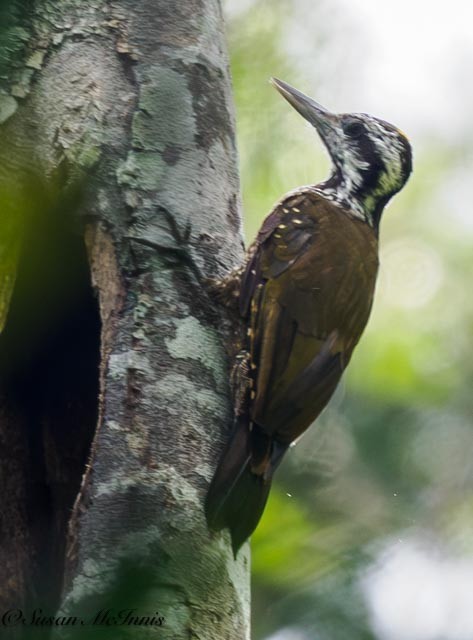 Golden-crowned Woodpecker - Susan Mac