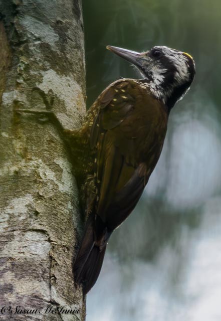 Golden-crowned Woodpecker - Susan Mac