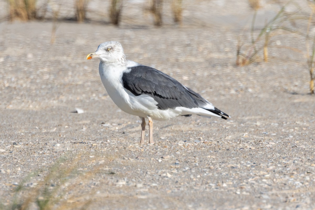 Lesser Black-backed Gull - ML611366772