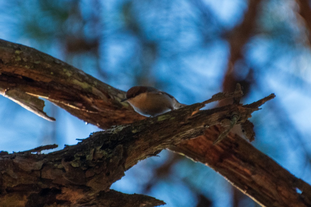 Brown-headed Nuthatch - ML611366810