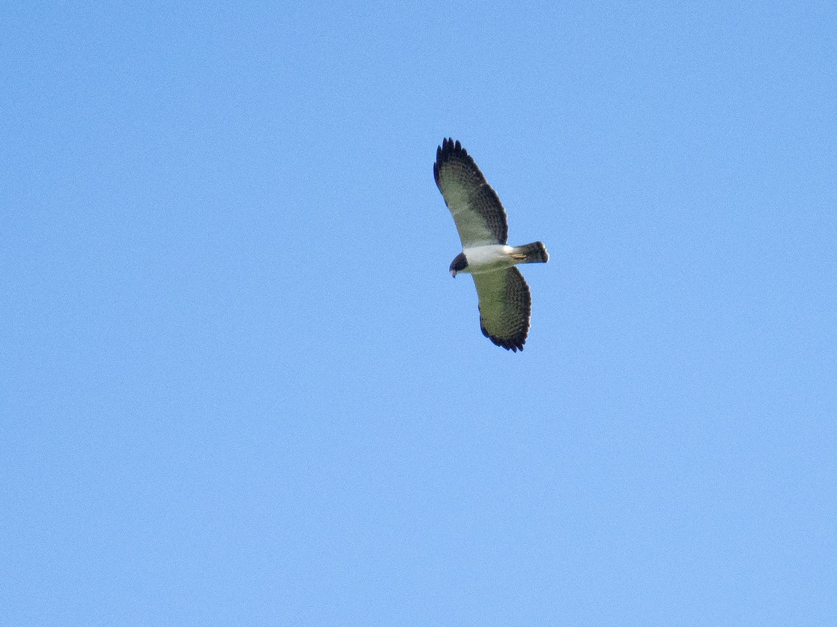 Short-tailed Hawk - Chris Fischer