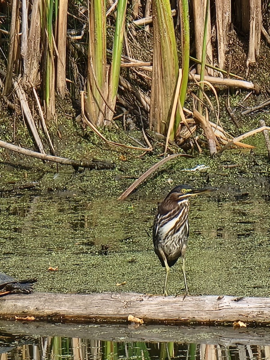 Green Heron - ML611366944