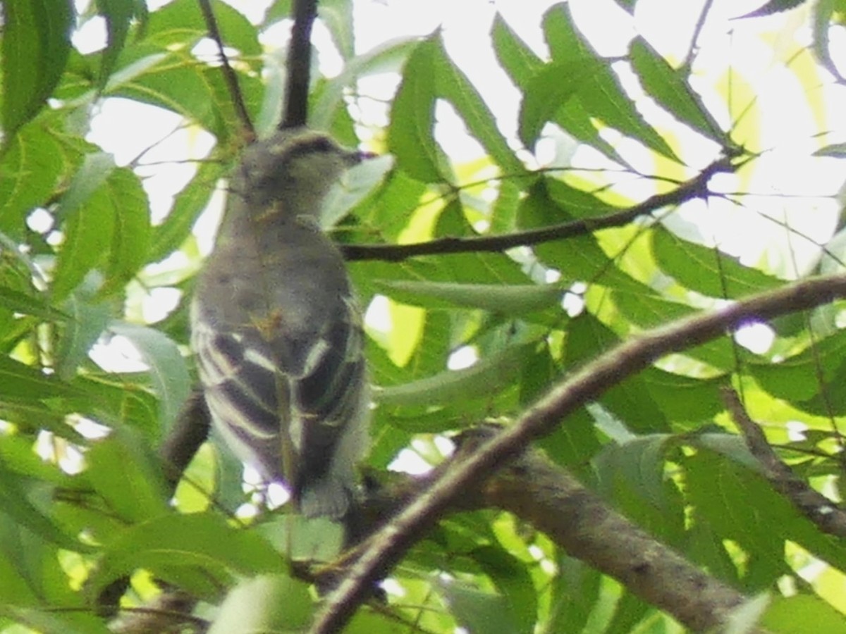 White-shouldered Triller - Alain Sylvain