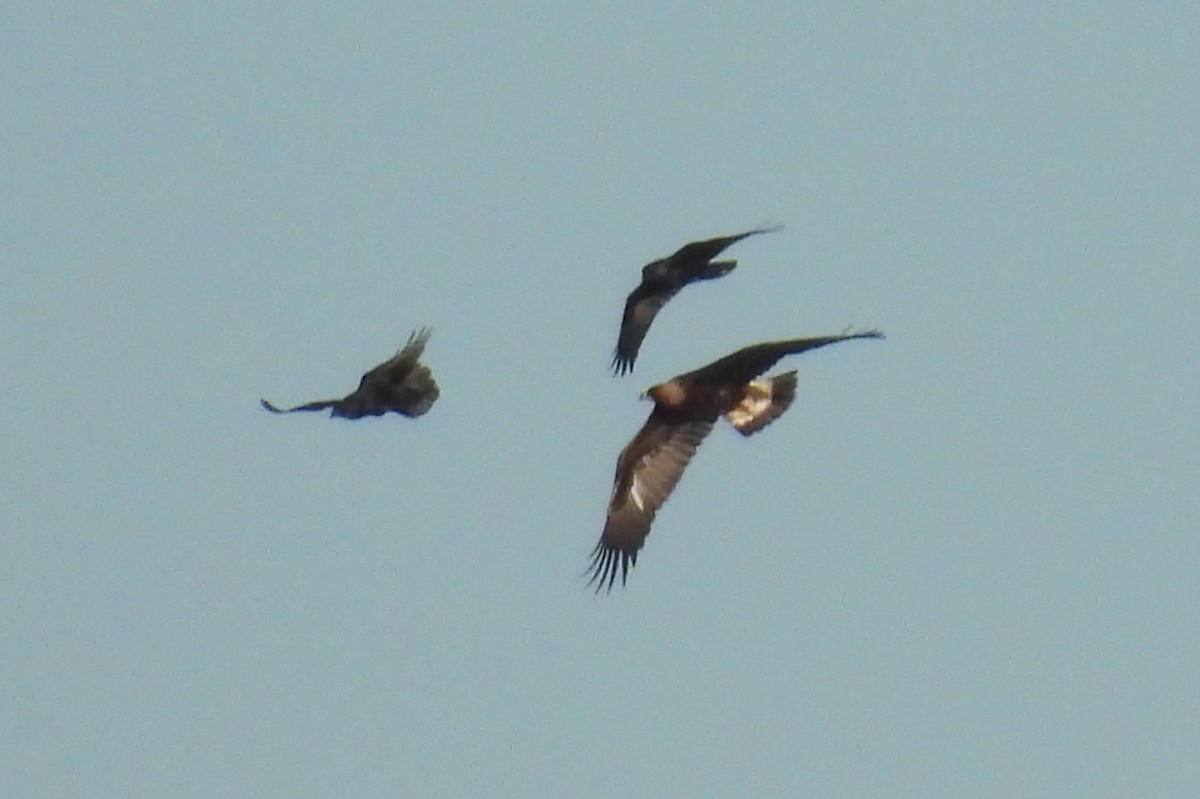 Golden Eagle - ML611367108