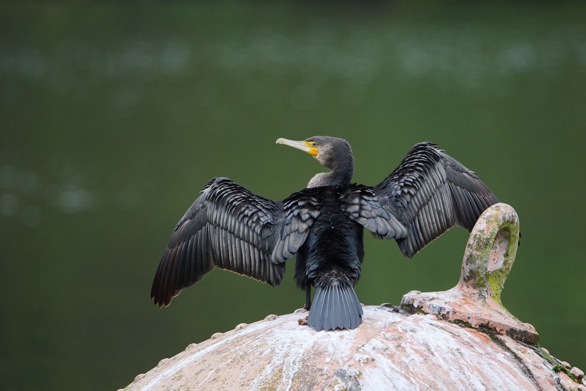 Cormorán Grande - ML611367133