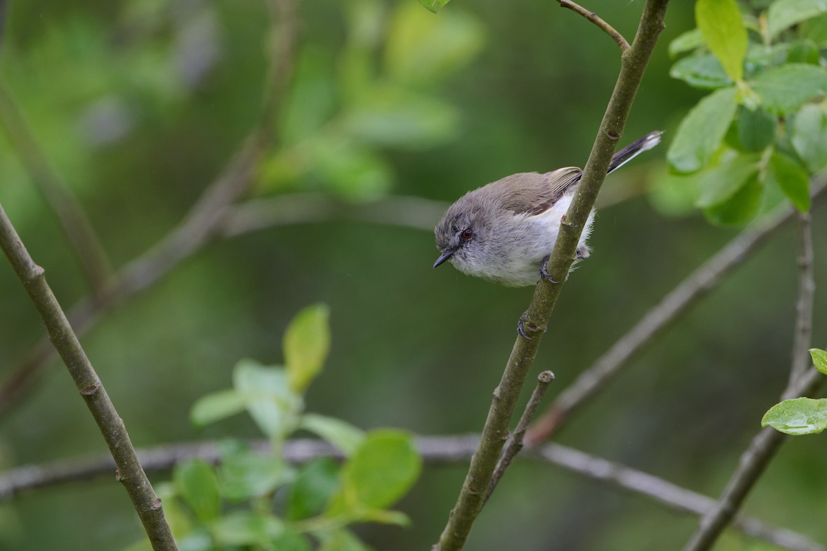 Gray Gerygone - ML611367153