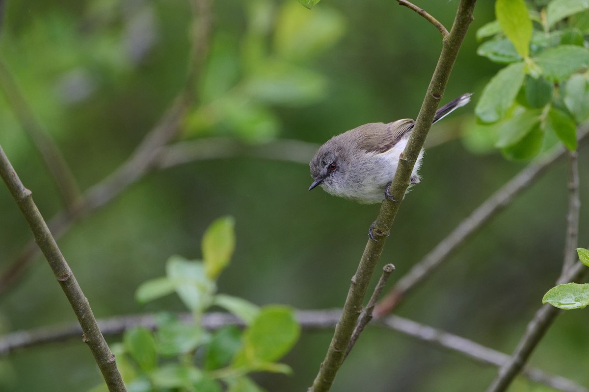 Gray Gerygone - ML611367153