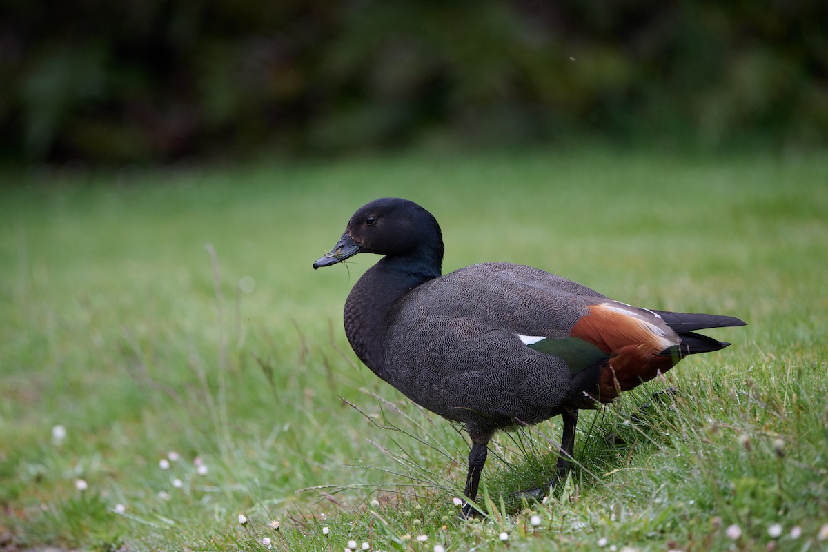 Paradise Shelduck - ML611367169