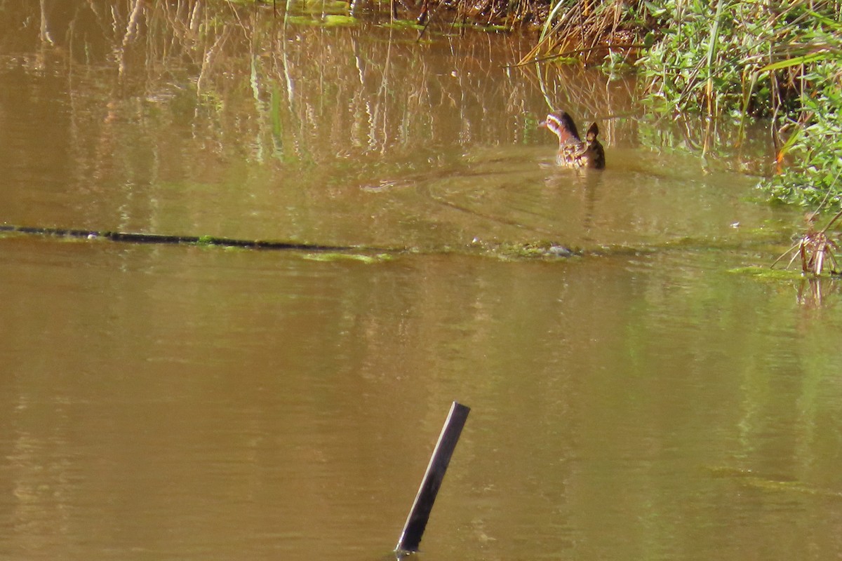 Buff-banded Rail - ML611367222