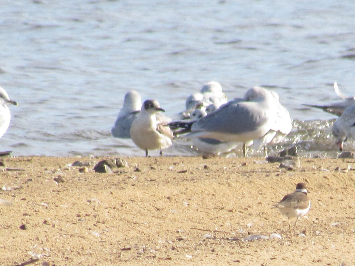 Franklin's Gull - Caleb Bronsink