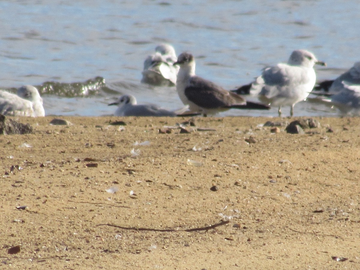 Franklin's Gull - Caleb Bronsink